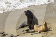 Sea Lions And Seal In La Jolla California
