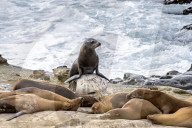 Sea Lions And Seal In La Jolla California