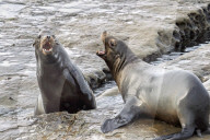 Sea Lions And Seal In La Jolla California