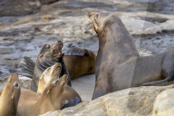 Sea Lions And Seal In La Jolla California