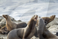 Sea Lions And Seal In La Jolla California