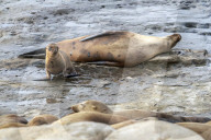 Sea Lions And Seal In La Jolla California
