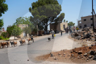 Displacement Of Bedouin Families From Suwayda To Daraa In Search Of Safety