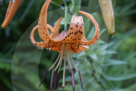 Tiger Lily