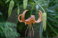Tiger Lily