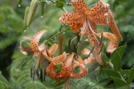 Tiger Lily