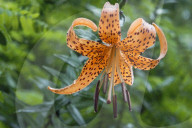 Tiger Lily