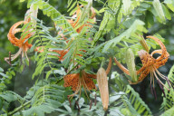 Tiger Lily