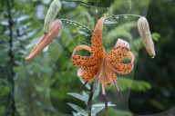 Tiger Lily