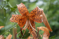 Tiger Lily
