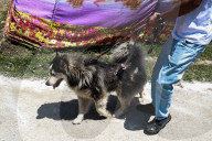 Siberian Husky In Kashmir