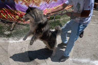 Siberian Husky In Kashmir