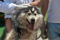 Siberian Husky In Kashmir