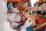 Vaccination For Pet Cats And Dogs In Baramulla 