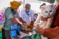 Vaccination For Pet Cats And Dogs In Baramulla 