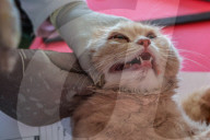 Vaccination For Pet Cats And Dogs In Baramulla 