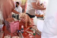 Vaccination For Pet Cats And Dogs In Baramulla 