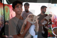 Vaccination For Pet Cats And Dogs In Baramulla 