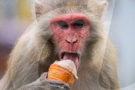 Nepal: Monkeys Beat The Heat At Swayambhunath