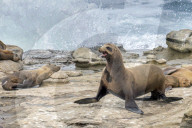 Sea Lions And Birds California Coastal Wildlife