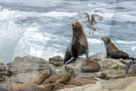 Sea Lions And Birds California Coastal Wildlife