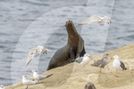 Sea Lions And Birds California Coastal Wildlife