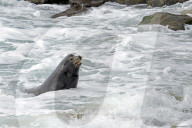Sea Lions And Birds California Coastal Wildlife