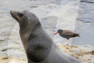 Sea Lions And Birds California Coastal Wildlife