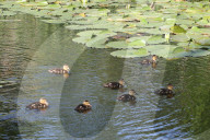 Mallard Ducklings