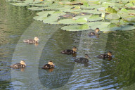 Mallard Ducklings
