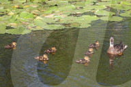 Mallard Ducklings