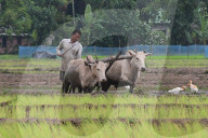 India's Economy