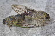 Cicadas Mating