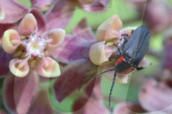 Black Lampyrid