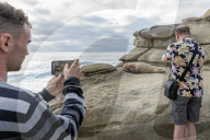 People Take Photos Of A Sea Lion