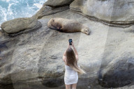 People Take Photos Of A Sea Lion