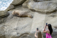 People Take Photos Of A Sea Lion