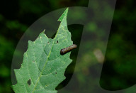 Tobacco Cutworm - Cotton Leafworm (Spodoptera Litura) - Agricultural Pest - Animal India