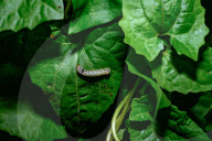 Tobacco Cutworm - Cotton Leafworm (Spodoptera Litura) - Agricultural Pest - Animal India