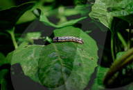 Tobacco Cutworm - Cotton Leafworm (Spodoptera Litura) - Agricultural Pest - Animal India