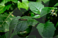 Tobacco Cutworm - Cotton Leafworm (Spodoptera Litura) - Agricultural Pest - Animal India