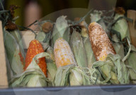 Edmonton’s Summer Festivals Sizzle With Street Food Delights