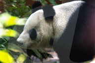 Longest-Lived Panda In The Last Stage Of Its Life