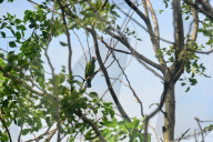 INDIA ANIMAL BIRD