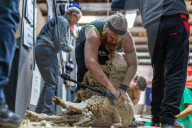 Herd community: Australian Sheep and Wool Show.