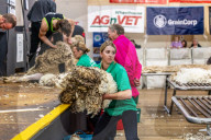 Herd community: Australian Sheep and Wool Show.