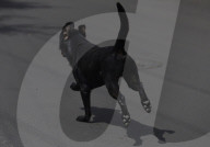 World Dog Day