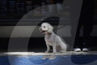 World Dog Day