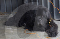 World Dog Day
