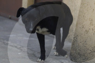 World Dog Day